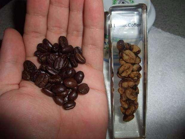 <p>Kopi Luwak kahvesinin 100 gramının fiyatı dudak uçuklatacak cinsten; 100$ civarında değişiyor...</p>
<p> </p>