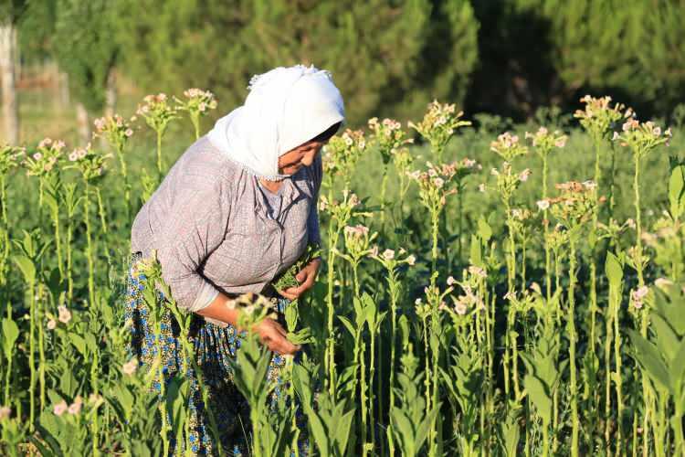 <p>Çiftçiler, yaklaşık 5 ay sonra zahmetli hasatla topladıkları tütün yapraklarını, tek tek iplere dizerek kurutmaya bırakıyor.</p>
