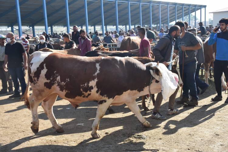 <p>İl merkezi ile Selim ve Sarıkamış ilçelerindeki canlı hayvan pazarlarında, Kurban Bayramı'nın yaklaşmasıyla hareketlilik yaşanıyor. Sahipleri tarafından isimleriyle tanıtılarak satışa sunulan tonluk boğalar, alıcıların fiyat yüksekliği şikayetlerine rağmen en fazla satılan kurbanlıklar arasında yer alıyor.</p>
<p> </p>