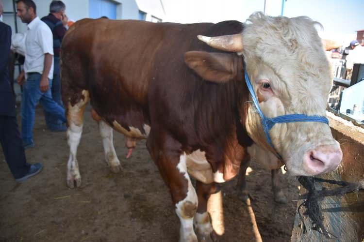 <p>Besici Soner Yaşar, AA muhabirine yaptığı açıklamada, "Aşkar" ismini verdiği 1 ton 100 kilogramlık boğasını, bu zamana kadar özenle beslediğini söyledi.</p>
<p> </p>