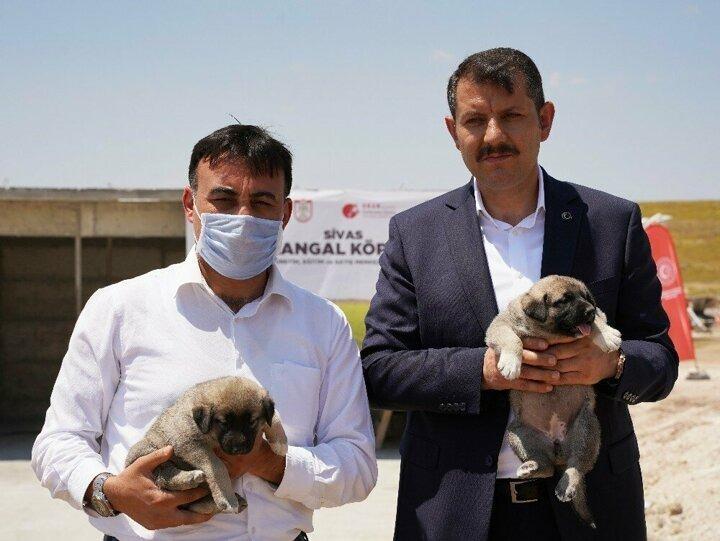 <p>Proje kapsamındaki merkezde kangalların soyağaçları da çıkarılacak. Üretilen her köpeğin bir kimlik kartı olacak. Böylece kangal köpeğinin ırkı ve bu ırkın saflığının muhafazası, kontrolü ve raporlanması sağlanacak. Merkezde genetik çeşitliliğe yönelik çalışmalar yapılacak, araştırma yapmak isteyen akademisyenlere uzun vadeli gözlem olanakları sağlanacak. </p>