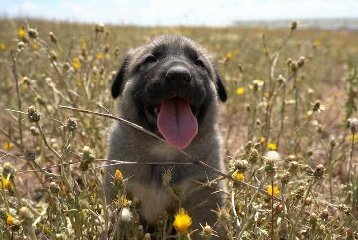 <p>Merkez inşaatında incelemelerde bulunan Sivas Valisi Salih Ayhan, “Merkezimiz sayesinde köpeklerimiz dünyanın neresinde olursa olsun bu özel çip sayesinde takip edilecek. Yaşam koşulları kontrol edilecek. Irkın sağlıklı bir şekilde sürdürülebilir olması sağlanacak. Kangal yavrumuz dünyaya geldiği anda kimliklendirilecek. Belli bir yazılım sayesinde tüm geçirdiği evreleri takip edilecek ırkın bozulması engellenmiş olacak” ifadelerini kullandı.</p>
