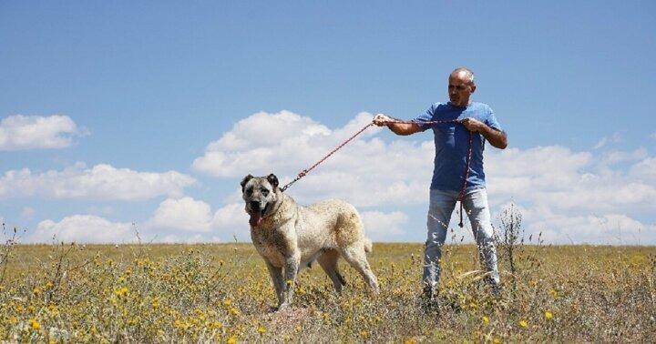 <p>Cumhuriyet Üniversitesi Kangal Köpeği Araştırma ve Yetiştirme Merkezi Müdürü Doç. Dr. Yusuf Ziya Oğrak, 30 yıl veteriner olarak kangallar üzerinde çalıştığını anlatarak, “Yaptığımız gözlemlere göre her doğumda yüzde 80’e varan ölümler olabiliyor. Özellikle yavrulara gerekli aşıların yapılmamasına bağlı ölümler en büyük problemlerden biri. Bu proje sayesinde bütün köpeklerin aşılanmasına yönelik çalışmalar yürütülecek” aktarımında bulundu.</p>
