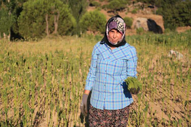 <p>Kadınların tarlalarda özenle çalıştığını anlatan Yıldız, "Martta diktiğimiz tütün fidelerinin mayısta çapasını yapıyoruz. Bu aylarda hasadını yapmaya başlıyoruz. Tütünleri topluyoruz, diziyoruz, daha sonra kurutmaya bırakıyoruz. Her şeyimiz, varımız, yoğumuz tütündür. Tütüncülüğün eski günlerine dönmesini, iyi bir gelir kapısı olmasını ve geliştirilmesini istiyoruz." diye konuştu.</p>