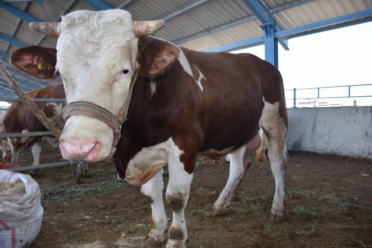 <p>Besicilerden Cahit Yeşil de kurbanlık için hazırlanan hayvanların bakımının daha zor olduğunu anlattı.</p>
<p> </p>