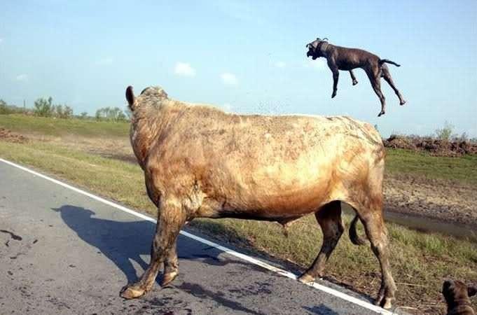 <p>Bir Irmak kenarında otlayan boğanın yanına yaklaşan pitbullar boğayı önce rahatsız ediyorlar. İki köpek boğanın etrafında dönerek kafa tarafındaki bölgeden ısırmaya çalışıyor ama boğa kıvrak bir hareketle kurtulmaya çalışıyor...</p>