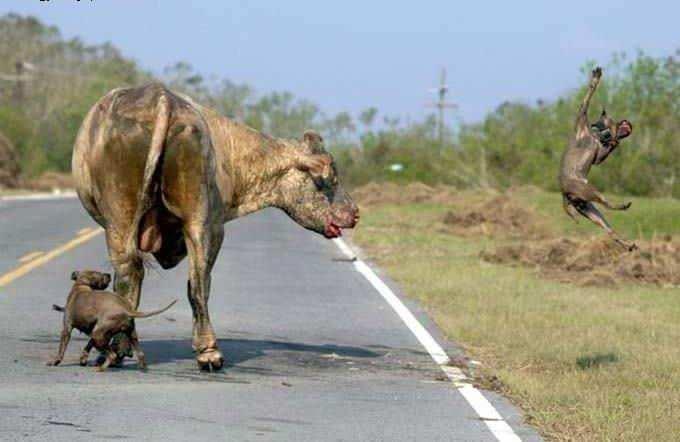 <p>Kafa darbesiyle pitbulun birini etkisiz hale getiren boğa diğer köpeğin kendine arkadan yaklaşmasını bekliyor. Pitbul boğayı tam ısırma anında boğa bu kez tekmesini kullanıyor ve Pitbull bir kuş gibi havalarda süzülüyor...</p>