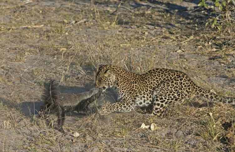 <p>Leopara meydan okumaya kararlı olan porsuk, Hollandalı yaban hayatı fotoğrafçısı Vincent Grafhorst tarafından işte böyle görüntülendi...</p>