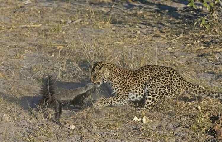 <p>Onu öğle yemeğinde yiyemeyeceğini anlayan leopar geri çekildi ve yenilgiyi kabul etti...</p>