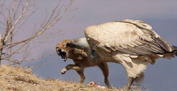 <p>Bu kareler Güney Afrika'nın Drakensburg Milli Parkı'ında çekildi. Gagasını korkusuzca çakalın burnunun dibine kadar uzatan akbaba kaybeden taraf oldu.</p>