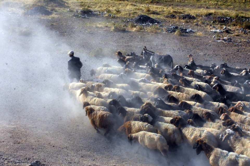 <p> Yaylamızda su olmadığı için hayvanların su ihtiyacını gidermek için 15 kilometre her gün yol yürüterek köye getiriyoruz” dedi.<br />
</p>