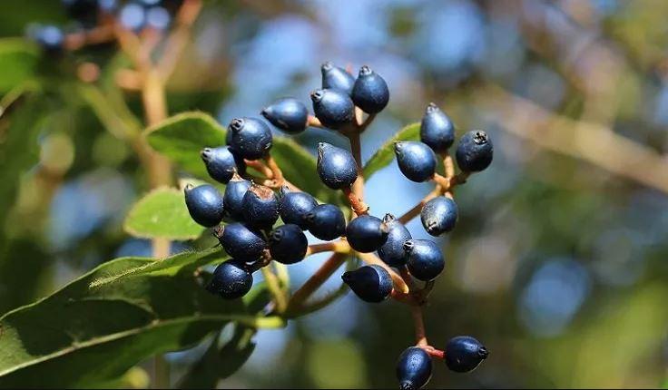<p>Mavi meyvelerin bu kadar nadir olmasının bir sebebi var: Meyveleri mavi hale getiren pigment bileşenleri, doğada nispeten olağandışı. </p>
