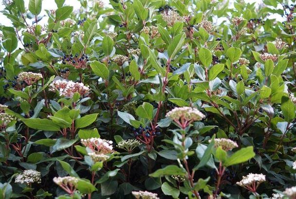 <p>Avrupa’da popüler bir peyzaj bitkisi olan Viburnum tinus‘un metalik mavi renkli meyveleri, renklerini farklı bir yoldan kazanıyor.</p>
