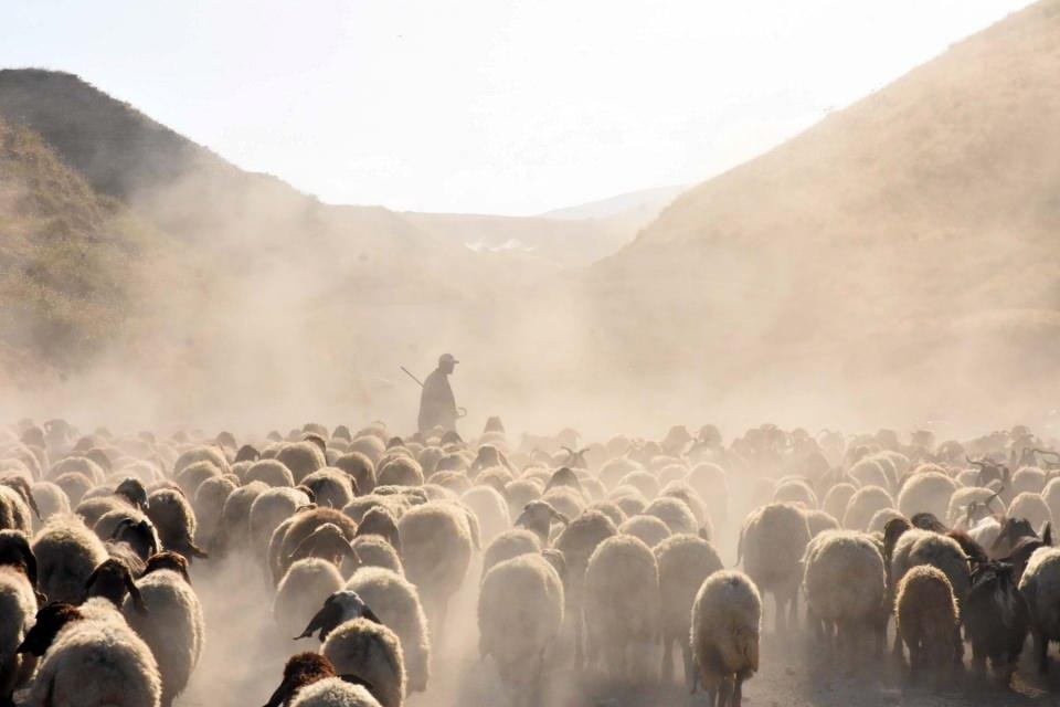 <p>Bitlis’in Tatvan ilçesine bağlı Kıyıdüzü köyünde yaylada suları olmadığı için hayvanlarını her gün 15 kilometre yürüten köylüler, bu zorlu yolculuğu toz bulutları arasında gerçekleştirerek süt sağımıyla sonlandırıyor.<br />
 </p>
