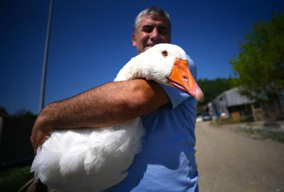 <p>Ancak biz Düzce'de 7 arkadaş irtibata geçtik. Daha sonra da bu iş bana sevda oldu. Çiftlik kurmaya başladık.</p>
