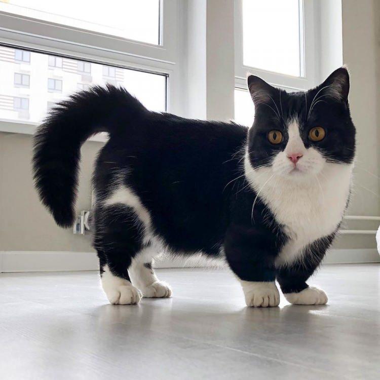 <p>Sosis kedi olarak da tanımlanan Munchkin cinsi kedilerin kısa bacaklara sahip olduğu biliniyor. </p>

<p> </p>
