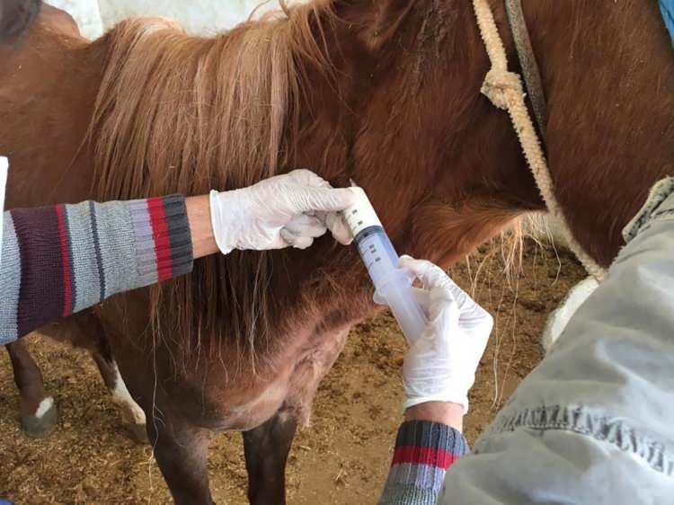 <p>Hastalardan alınan virüsler önce laboratuvar ortamında inaktive ediliyor, daha sonra çiftlikteki çalışma grubunda hastalıksız atlara enjekte ediliyor.</p>
