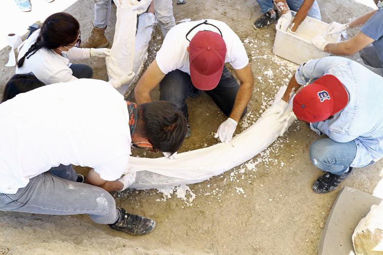 <p>Türkiye'de ve dünyada çıkarılan fosillerle kıyaslandığında büyük ve parçalanmamış olması yönüyle öne çıkan fosiller, bazen dişçilerin kullandığı aletler bazen de marangozlara ait araçlar kullanılarak yerlerinden çıkarıldı. </p>
<p> </p>