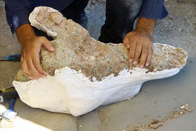 <p>Kayseri Bilim Merkezine getirilen fosiller, burada da titizlikle temizlendi. Bulunan fosiller, bilim insanları tarafından disiplinler arası çalışmalarla incelendikten sonra 7-8 milyon yıl önceki Anadolu'nun iklimi, bitki örtüsü, yaşayan hayvan zenginliği konusunda ve pek çoğu artık yaşayamayan canlıların değişimi konusunda ip ucu verebilecek.</p>
<p> </p>
