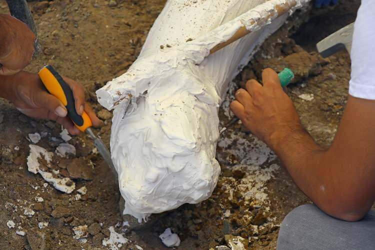 <p>Bu yılki kazılarda çıkarılan 2 metre 80 santim uzunluğundaki fil dişi, en uzun parça olarak dikkati çekti.</p>
<p> </p>