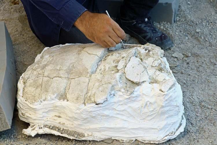 <p>Kayseri'de Yamula Barajı etrafında devam eden kurtarma kazılarında bulunan ve 7,5 milyon yıl öncesine ait olduğu tahmin edilen kaplumbağa ve 3 fil dişi fosili, kuyumcu titizliğinde işlenerek bulundukları yerden çıkarıldı.</p>
