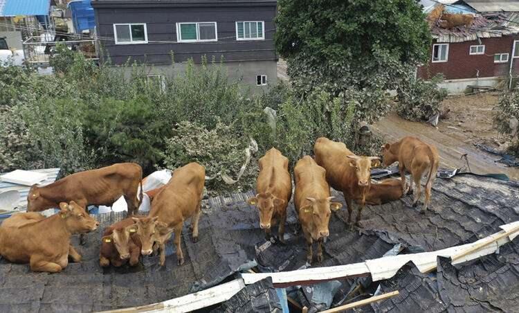 <p>Güney'deki felakette onlarca insan yaşamını yitirdi. Gurye kentinde sel baskınının ardından birçok sığırın bir evin çatısına çıktığı görüldü.</p>

<p> </p>
