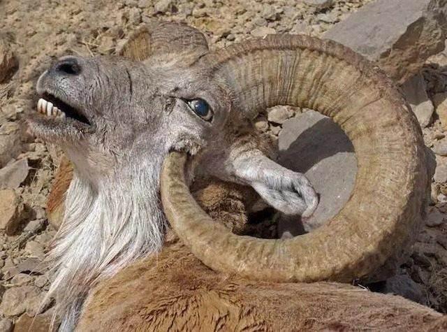 <p>Boynuzu o kadar uzadı ki, kendi kafasına girip hayatına mal oldu.</p>