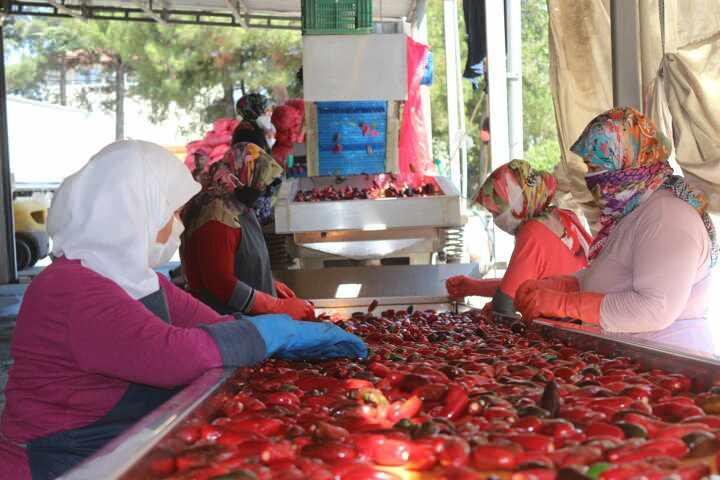 <p>Kooperatifin başkanı Ahmet Uğur, bu yıl biber salçası sezonunu açtıklarını, Hollanda'ya ihraç edecekleri 1000 ton biber salçasını hazırladıklarını söyledi.</p>
