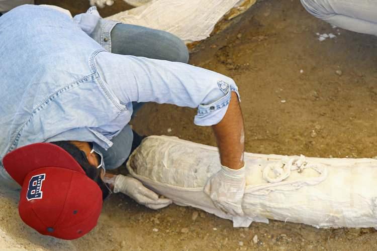 <p>Taş ve toprak tabakalarla örtülü fosiller bütünlüğünün bozulmaması için alçılı bezlerle kaplandıktan sonra metal desteklerle altına sünger konularak ağırlığından dolayı kepçelerle Kayseri Bilim Merkezine taşındı.</p>
<p> </p>