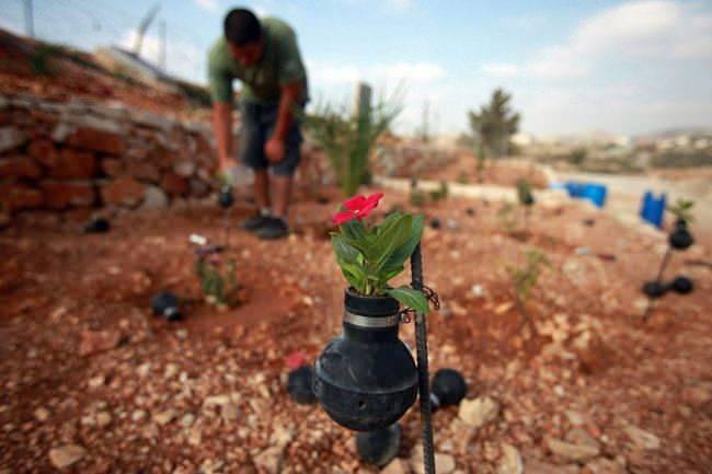 <p>Filistin'de yaşayan Filistinli bir kadın, terör devletinin Filistinlilere karşı kullandığı göz yaşartıcı bombalarından kalan kapsülleri toplayarak bir çiçek bahçe oluşturdu. </p>
