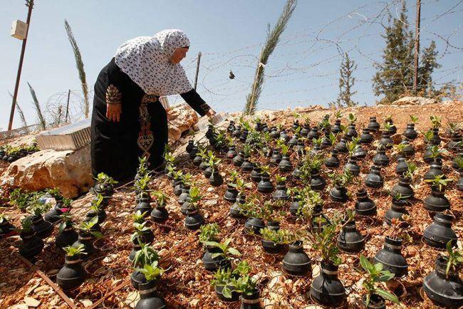 <p>İşte gaz bombalarının içine toprak koyup çiçek yetiştiren Filistinli kadının bahçesi...</p>

<p> </p>
