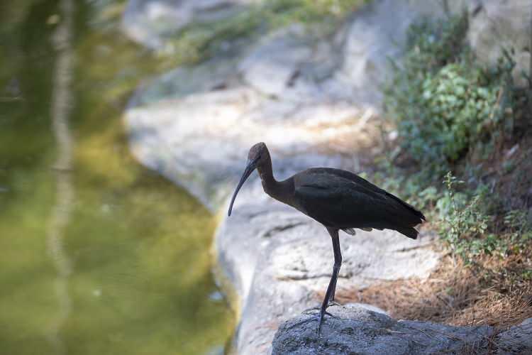 <p>&Ccedil;eltik&ccedil;i kuşu</p>
