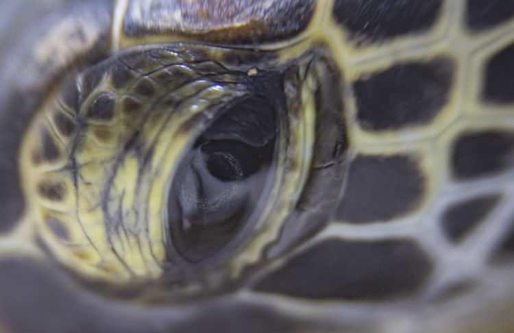 <p>Muğla'da bulunan Deniz Kaplumbağaları Araştırma Kurtarma ve Rehabilitasyon Merkezi (DEKAMER), yaralı deniz kaplumbağalarına cerrah titizliğiyle müdahale ediliyor.</p>