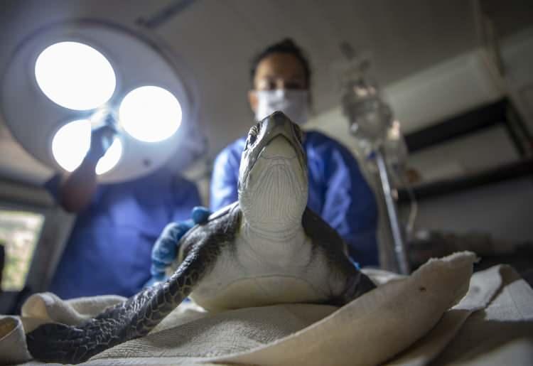 <p>Ortaca ilçesindeki Akdeniz'in en önemli caretta caretta yuvalama alanlarından biri olan İztuzu sahili yakınında yer alan DEKAMER, 12 yıldır Türkiye'nin çeşitli yerlerinde yaralı bulunan deniz kaplumbağalarının tedavisini üstleniyor. Hastane ortamının sağlandığı merkezde kaplumbağalar, büyük bir özenle tedavi ediliyor. </p>