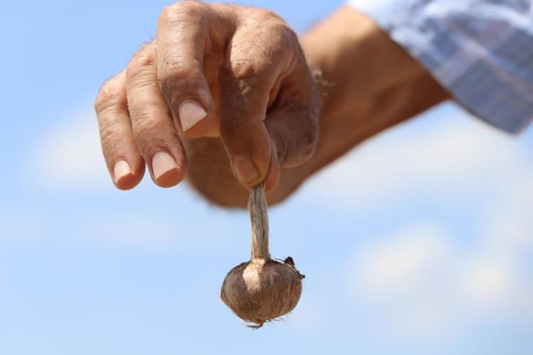 <p>Geçen yıl gittiği Safranbolu'da ilgisini çeken safran soğanlarından bir miktar satın alan Hasan Artan (73), Edirne'ye dönüşünde bu ürünü yetiştirmek için kolları sıvadı.</p>
