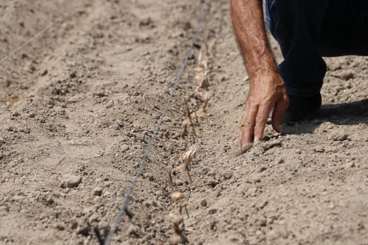 <p>Safranbolu'ya gezmeye gittiğinde bu bitkinin nasıl &uuml;retildiğini &ouml;ğrendiğini belirten Artan, "Ge&ccedil;en yıl 500 metrekarede &uuml;retim ger&ccedil;ekleştirmiştim. Bu yıl genişletiyoruz." dedi.</p>
