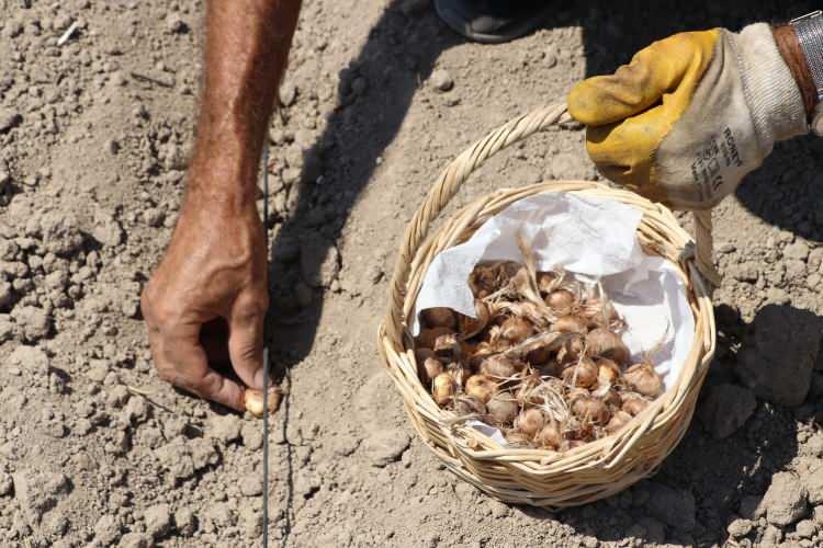<p>Artan, deneme yaptıktan sonra safranın Edirne'nin, Trakya'nın iklimine uygun olduğunu g&ouml;rd&uuml;klerini dile getirerek ş&ouml;yle devam etti:</p>
