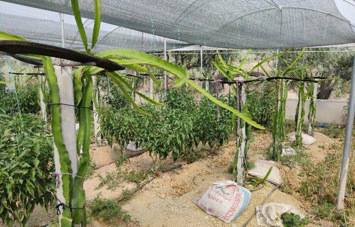 <p>Hataylı çiftçi Besim Avcıoğlu ise Hatay’da bu tropikal meyveyi ilk eken çiftçi oldu. Yaklaşık 2 sene önce düşündüğü projesini 10 ay önce ailesiyle birlikte gerçekleştiren ve yaklaşık 4 dönümlük alanda ejder meyvesi yetiştiren çiftçi Avcıoğlu, ilk meyvelerini aldı.</p>