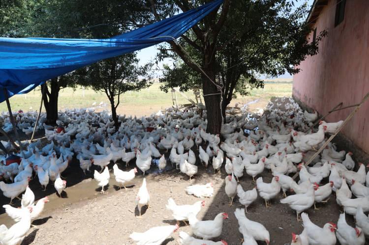 <p>Bingöl-Genç karayolu 10. kilometresinde oturan Burhan Bor, uzun yıllar yumurta satışı yaparak geçimini sağladı.</p>