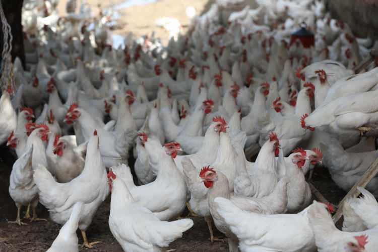 <p>Çocuk yaşlardan beri kümes hayvanlarına karşı ilgi duyan Bor, zamanla müşterilerinin doğal köy yumurtasını daha çok tercih etmesi üzerine, evinin bahçesine "Serbest Gezen Tavuk" çiftliği kurdu.</p>