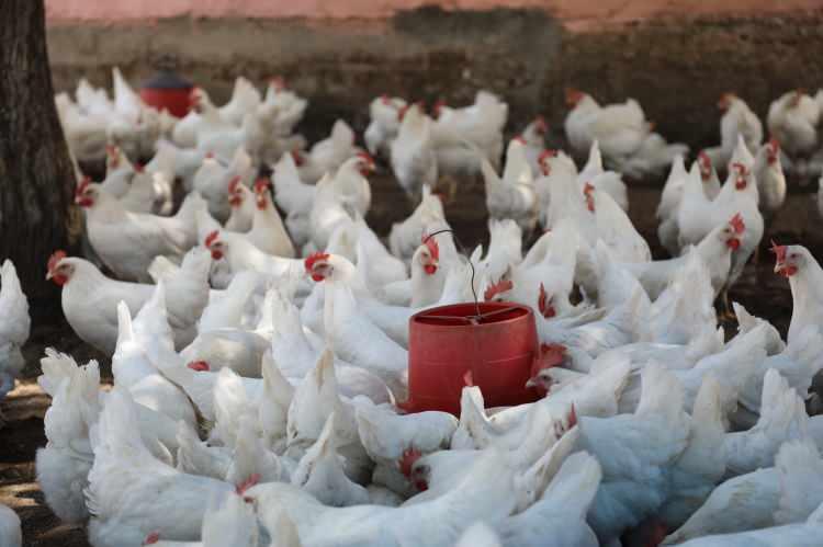 <p>Bor, AA muhabirine, &ccedil;iftlikte k&ouml;y yumurtası &uuml;rettiklerini, insanların doğal &uuml;r&uuml;nleri daha &ccedil;ok t&uuml;ketmek istemesi &uuml;zerine doğal yumurta &uuml;retim işine başladığını s&ouml;yledi.</p>
