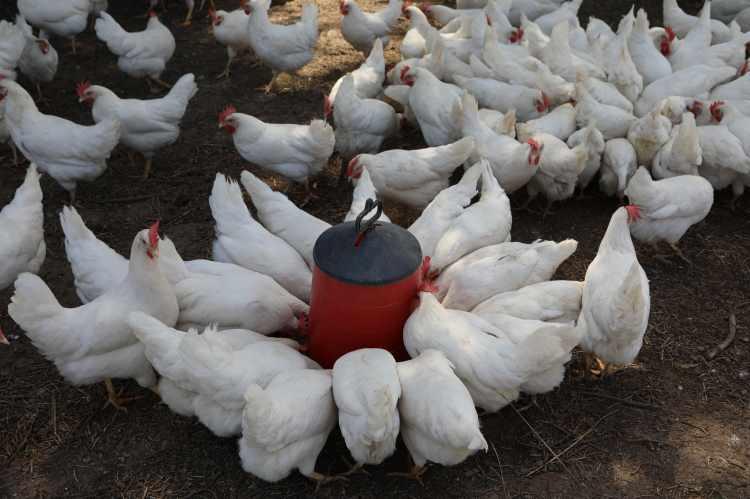 <p>Tavuk &ccedil;iftliğinde şu an g&uuml;nl&uuml;k 1650 yumurta elde ettiğini s&ouml;yleyen Bor, s&ouml;zlerini ş&ouml;yle tamamladı:</p>
