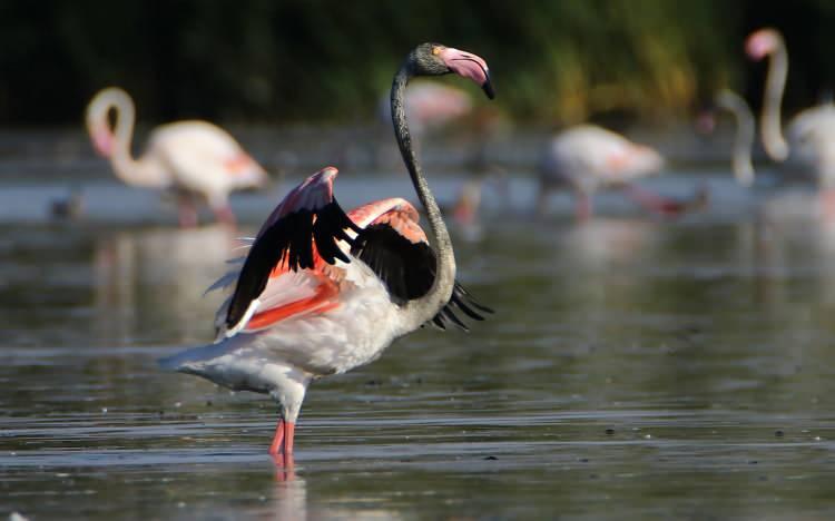<p>G&ouml;&ccedil;men kuşların Kuzey Afrika'dan İran'a uzanan yolculuğunda en &ouml;nemli konaklama merkezlerinden Van G&ouml;l&uuml; havzası, bu yıl da binlerce flamingoya ev sahipliği yapıyor.</p>

<p>&nbsp;</p>
