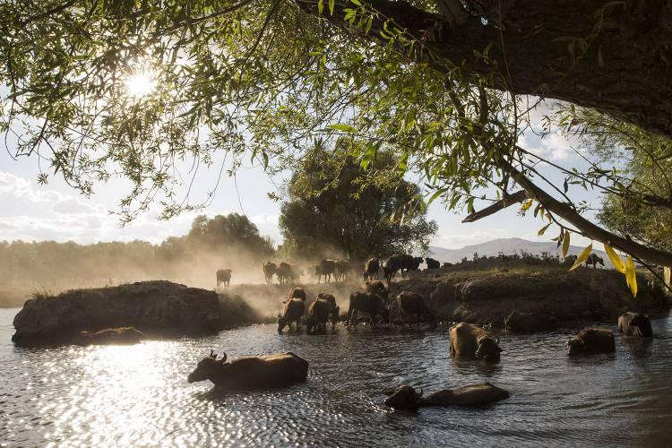 <p>Erciyes Dağı'nın eteklerindeki Karpuzsekisi, H&uuml;rmet&ccedil;i ve Dokuzpınar mahallelerinde yaşayan vatandaşların başlıca ge&ccedil;im kaynakları arasında manda yetiştiriciliği yer alıyor.</p>

<p>&nbsp;</p>
