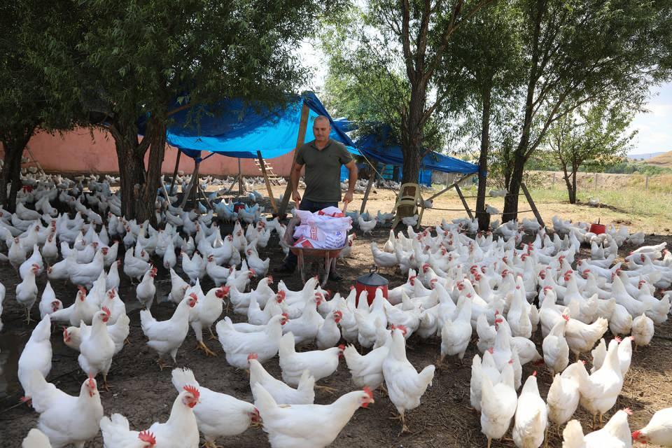 <p>Bingöl'de fabrika olmadığı için yem fiyatlarının yüksek olduğunu savunan Bor, "Yerimiz iyi, yem fiyatları dışında bir sıkıntımız yok. Yumurtayı rahat satıyoruz, talep de oldukça fazla." dedi.</p>
<p> </p>