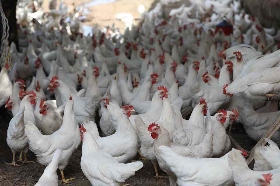 <p>Çocuk yaşlardan beri kümes hayvanlarına karşı ilgi duyan Bor, zamanla müşterilerinin doğal köy yumurtasını daha çok tercih etmesi üzerine, evinin bahçesine "Serbest Gezen Tavuk" çiftliği kurdu.</p>
<p> </p>