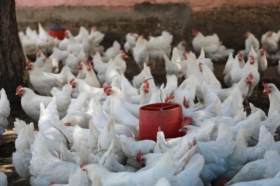 <p>Bor, AA muhabirine, çiftlikte köy yumurtası ürettiklerini, insanların doğal ürünleri daha çok tüketmek istemesi üzerine doğal yumurta üretim işine başladığını söyledi.</p>
<p> </p>