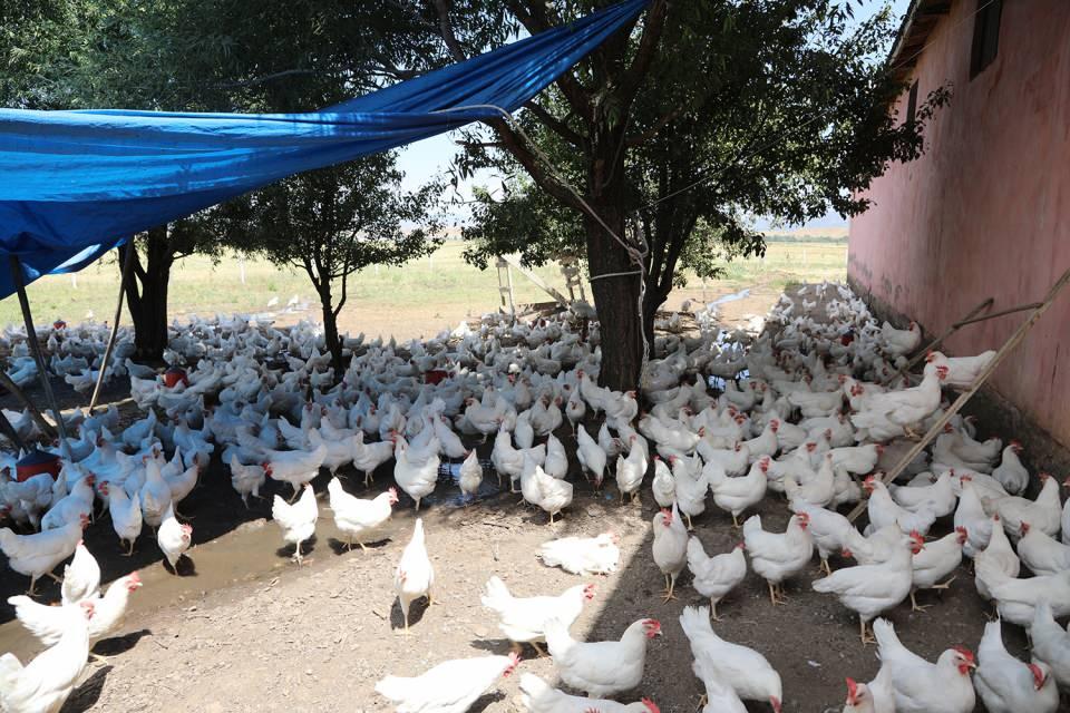 <p>Bingöl-Genç karayolu 10. kilometresinde oturan Burhan Bor, uzun yıllar yumurta satışı yaparak geçimini sağladı.</p>
<p> </p>