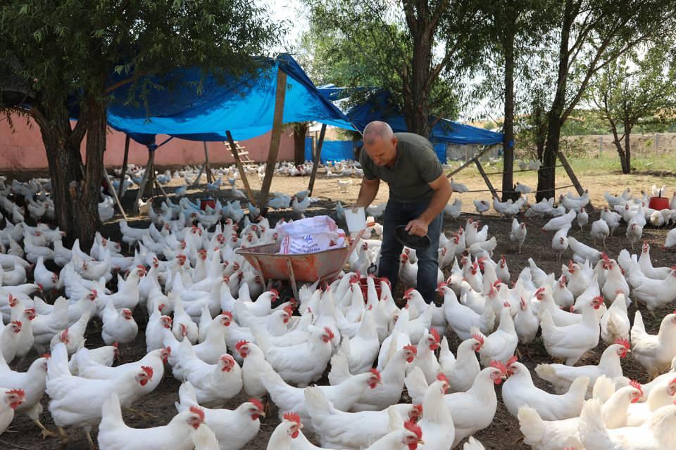 <p>İlk olarak 2 bin tavuk alarak işletmeyi kurduğunu, talepler artınca 400 tavuk daha aldığını dile getiren Bor, yumurtaları çok rahat sattığını bildirdi.</p>

<p> </p>
