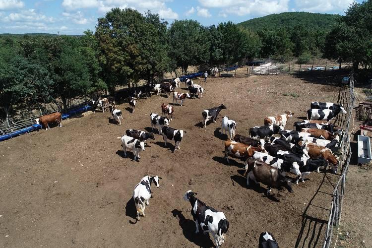 <p>Hayaller kurarken, tekstil atölyemizi kapatarak, köye dönmeye karar verdik. İlk geldiğimizde hiçbir şeyi bilmiyorduk. Hayvanları sadece televizyonda gördüğümüz kadar biliyorduk." diye konuştu.</p>
<p> </p>